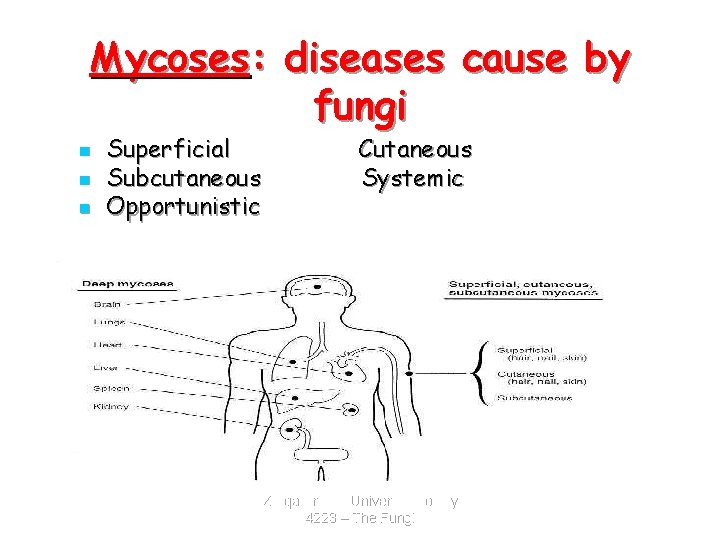 Mycoses: diseases cause by fungi n n n Superficial Subcutaneous Opportunistic Cutaneous Systemic Zarqa