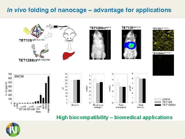 In vivo folding of nanocage – advantage for applications BMDM High biocompatibility – biomedical