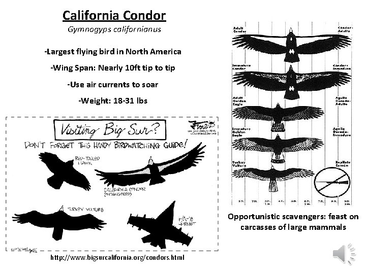 California Condor Gymnogyps californianus -Largest flying bird in North America -Wing Span: Nearly 10