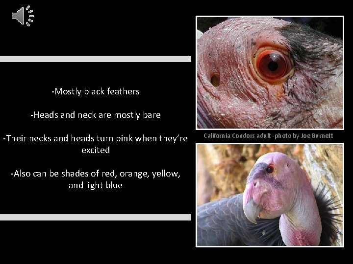 -Mostly black feathers -Heads and neck are mostly bare -Their necks and heads turn