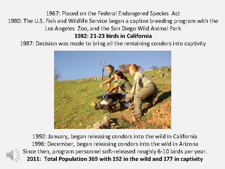 1967: Placed on the Federal Endangered Species Act 1980: The U. S. Fish and