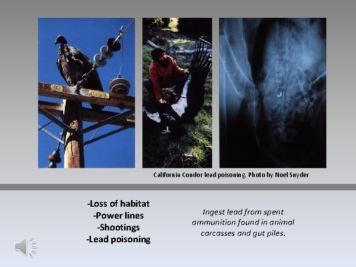 California Condor lead poisoning. Photo by Noel Snyder -Loss of habitat -Power lines -Shootings