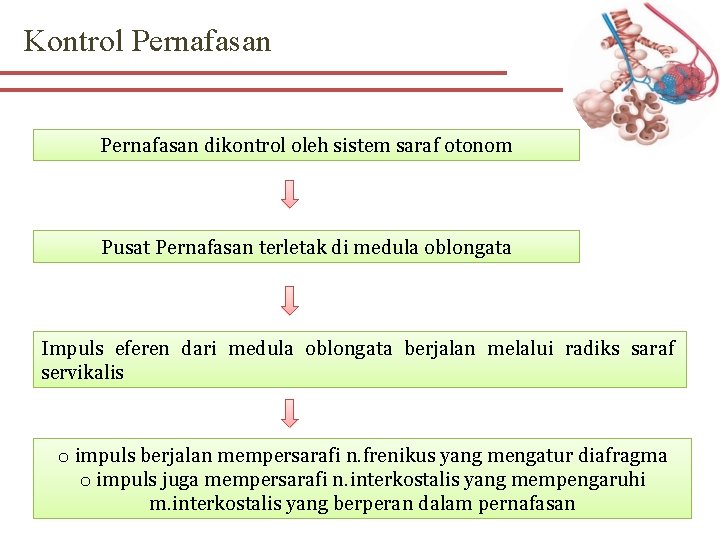 Kontrol Pernafasan dikontrol oleh sistem saraf otonom Pusat Pernafasan terletak di medula oblongata Impuls