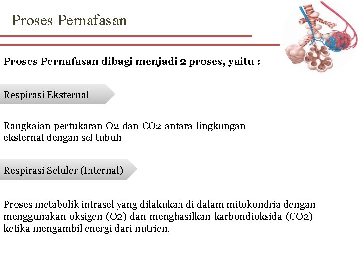 Proses Pernafasan dibagi menjadi 2 proses, yaitu : Respirasi Eksternal Rangkaian pertukaran O 2
