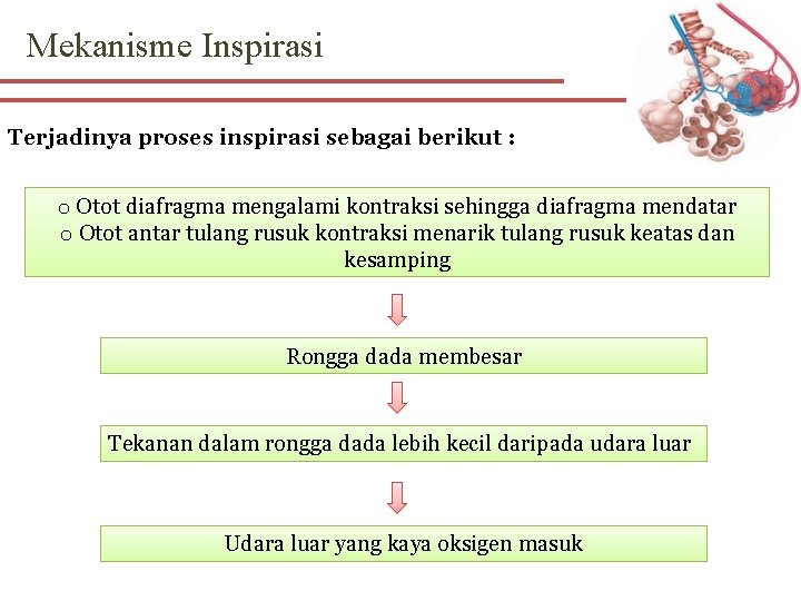 Mekanisme Inspirasi Terjadinya proses inspirasi sebagai berikut : o Otot diafragma mengalami kontraksi sehingga