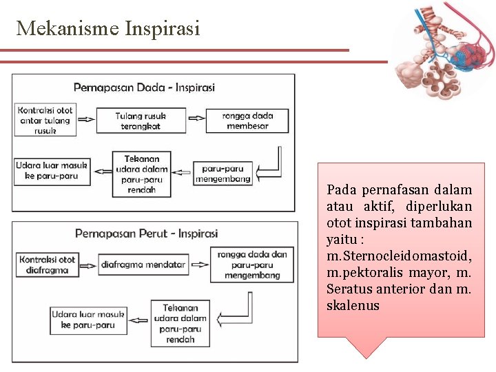 Mekanisme Inspirasi Pada pernafasan dalam atau aktif, diperlukan otot inspirasi tambahan yaitu : m.
