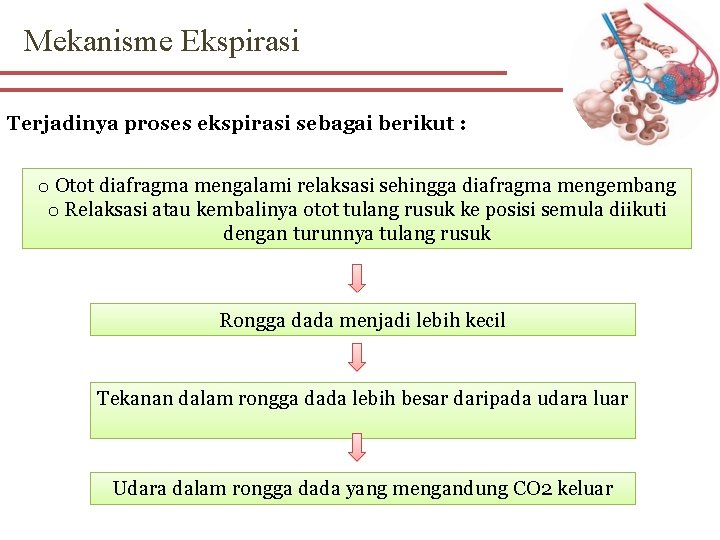 Mekanisme Ekspirasi Terjadinya proses ekspirasi sebagai berikut : o Otot diafragma mengalami relaksasi sehingga