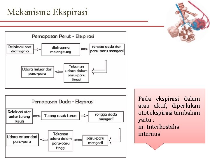 Mekanisme Ekspirasi Pada ekspirasi dalam atau aktif, diperlukan otot ekspirasi tambahan yaitu : m.