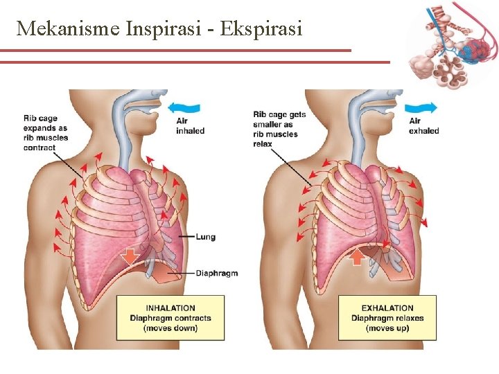 Mekanisme Inspirasi - Ekspirasi 