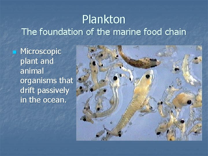 Plankton The foundation of the marine food chain n Microscopic plant and animal organisms