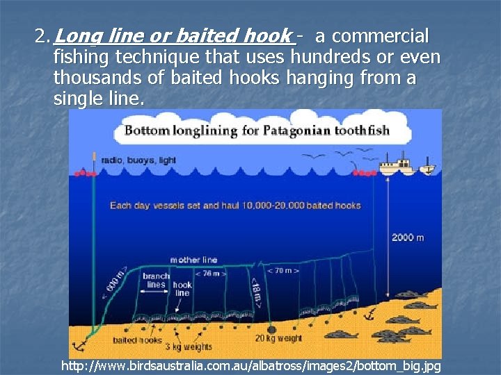 2. Long line or baited hook - a commercial fishing technique that uses hundreds