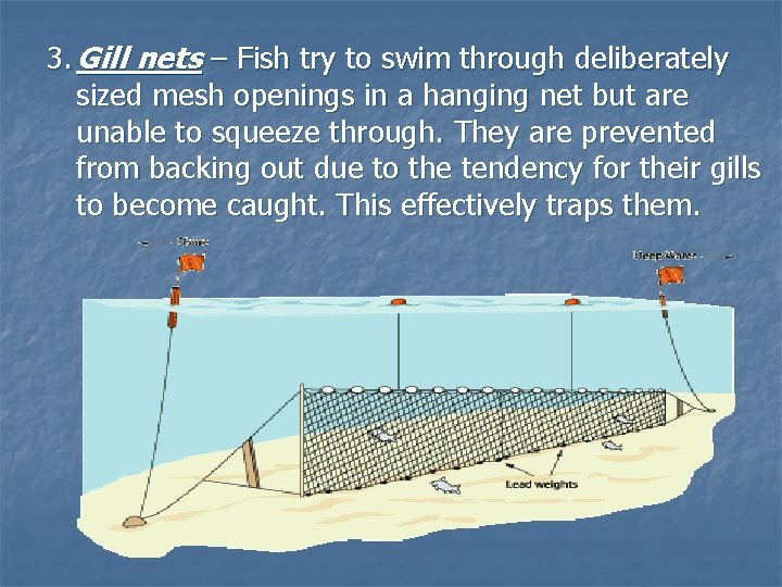 3. Gill nets – Fish try to swim through deliberately sized mesh openings in