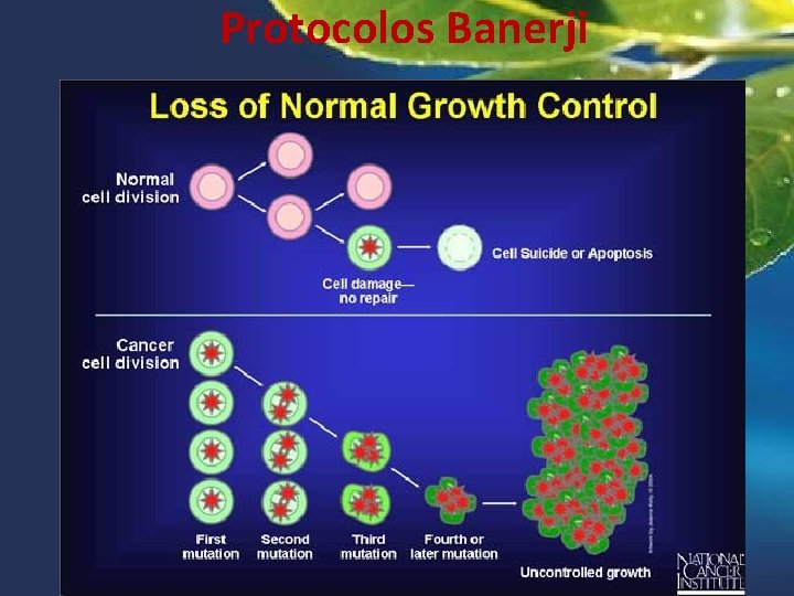 Protocolos Banerji &29. 