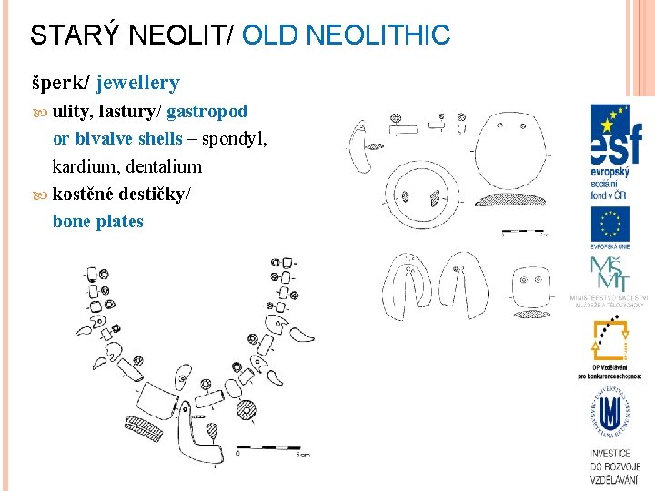 STARÝ NEOLIT/ OLD NEOLITHIC šperk/ jewellery ulity, lastury/ gastropod or bivalve shells – spondyl,