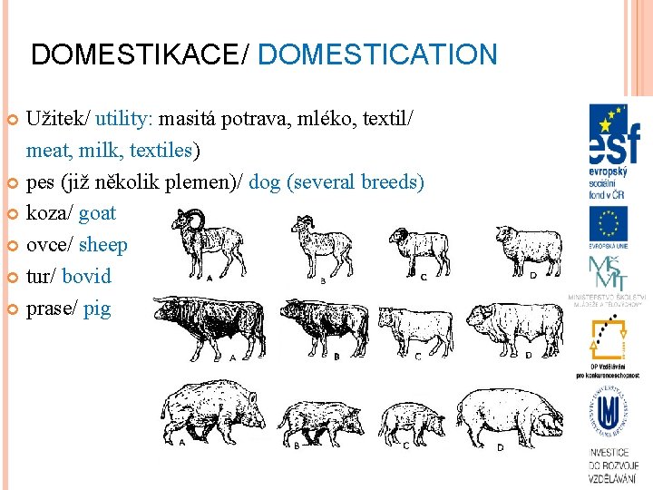DOMESTIKACE/ DOMESTICATION Užitek/ utility: masitá potrava, mléko, textil/ meat, milk, textiles) pes (již několik