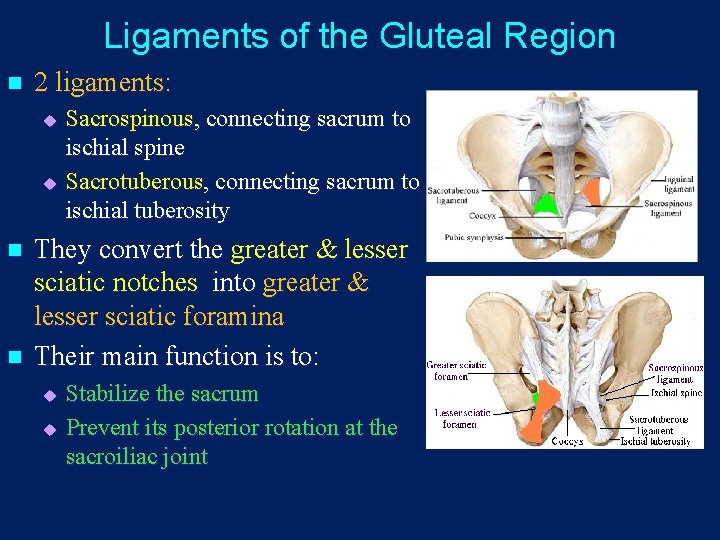 Ligaments of the Gluteal Region n 2 ligaments: u u n n Sacrospinous, connecting