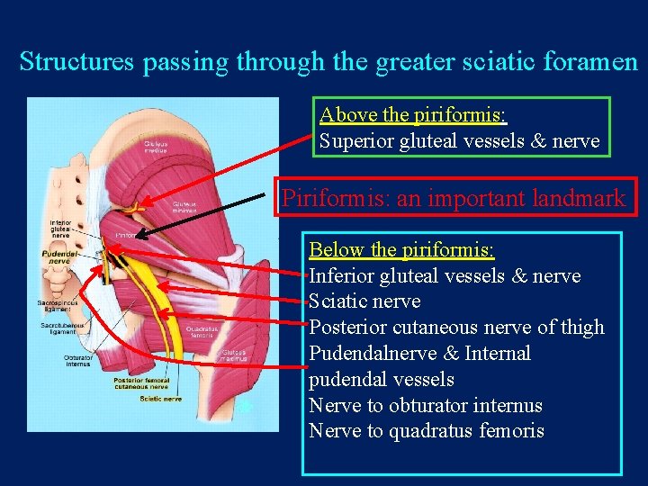 Structures passing through the greater sciatic foramen Above the piriformis: Superior gluteal vessels &