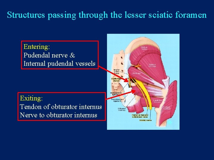 Structures passing through the lesser sciatic foramen Entering: Pudendal nerve & Internal pudendal vessels