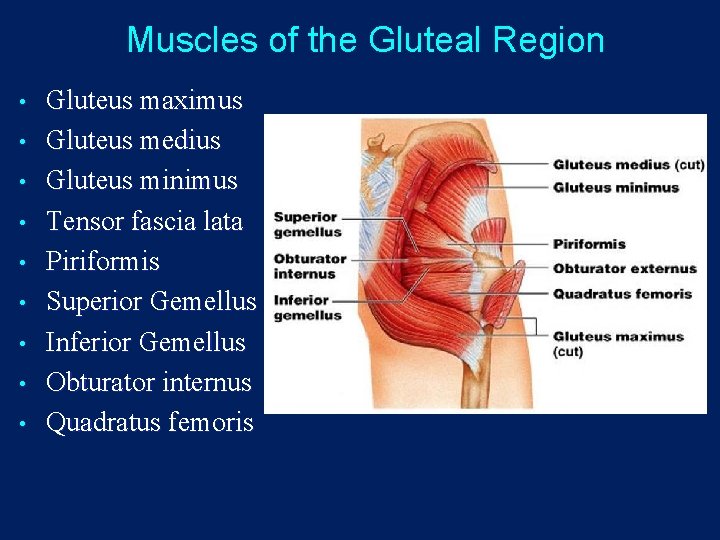 Muscles of the Gluteal Region • • • Gluteus maximus Gluteus medius Gluteus minimus