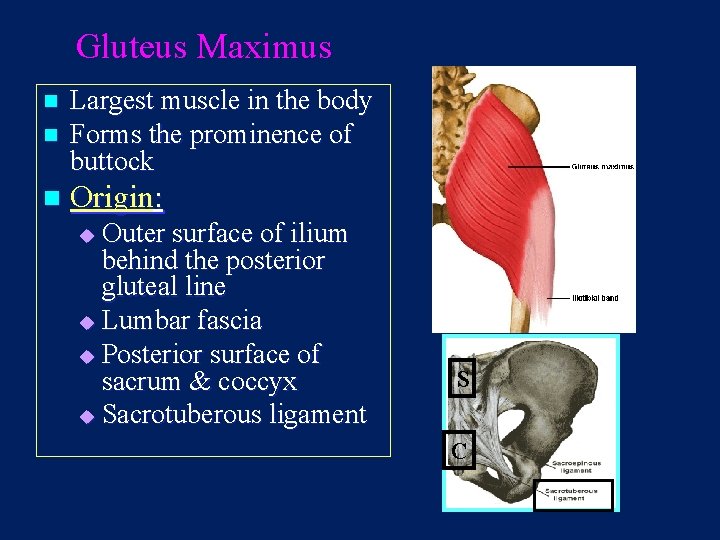 Gluteus Maximus n Largest muscle in the body Forms the prominence of buttock n