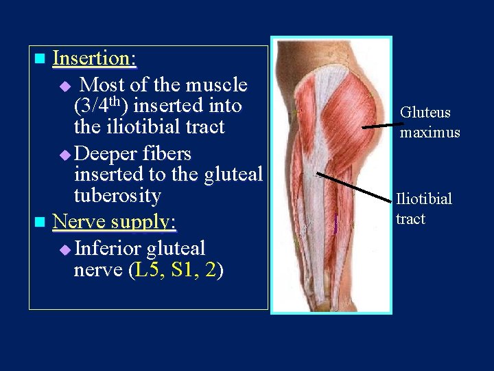 Insertion: u Most of the muscle (3/4 th) inserted into the iliotibial tract u