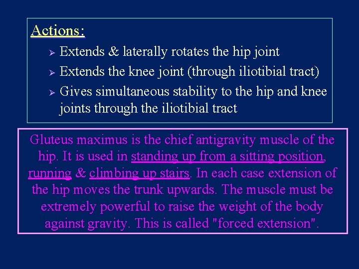 Actions: Extends & laterally rotates the hip joint Ø Extends the knee joint (through