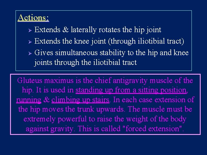 Actions: Extends & laterally rotates the hip joint Ø Extends the knee joint (through