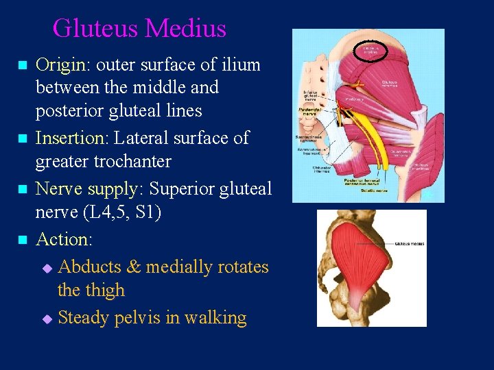 Gluteus Medius n n Origin: outer surface of ilium between the middle and posterior