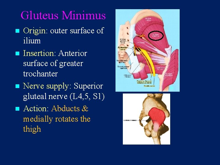 Gluteus Minimus n n Origin: outer surface of ilium Insertion: Anterior surface of greater