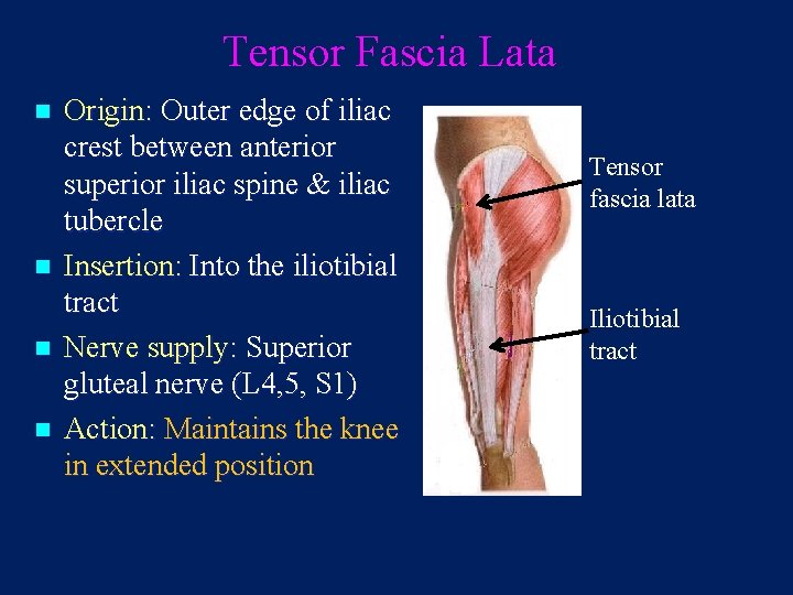 Tensor Fascia Lata n n Origin: Outer edge of iliac crest between anterior superior
