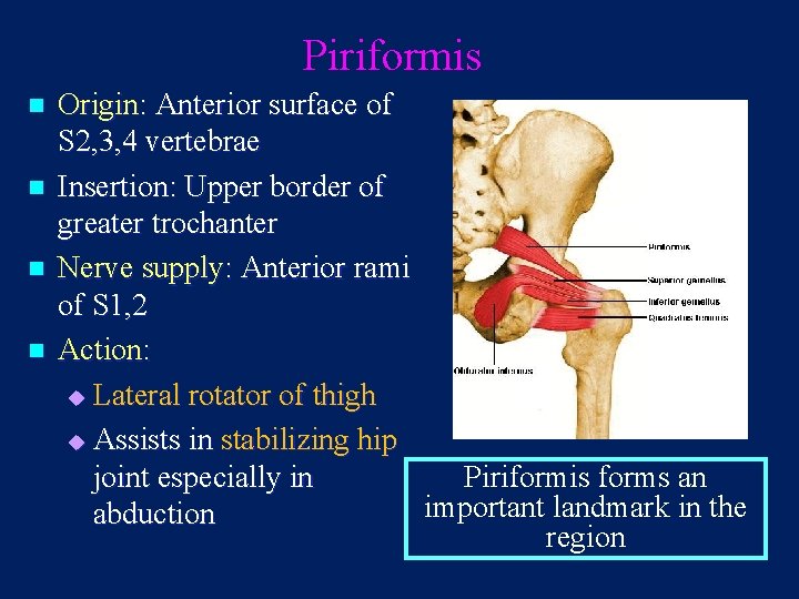 Piriformis n n Origin: Anterior surface of S 2, 3, 4 vertebrae Insertion: Upper