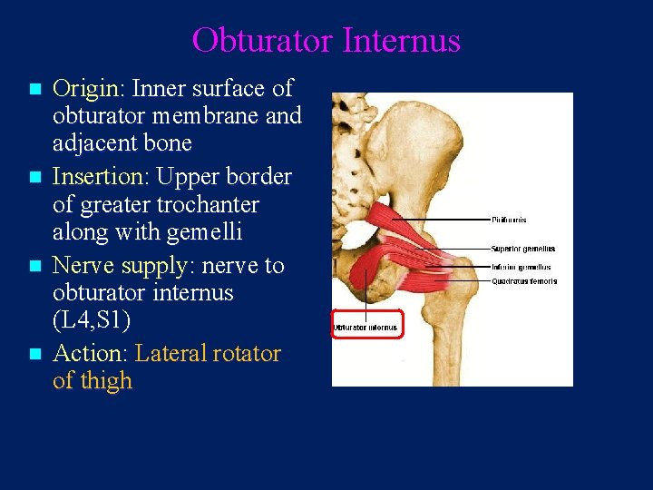 Obturator Internus n n Origin: Inner surface of obturator membrane and adjacent bone Insertion: