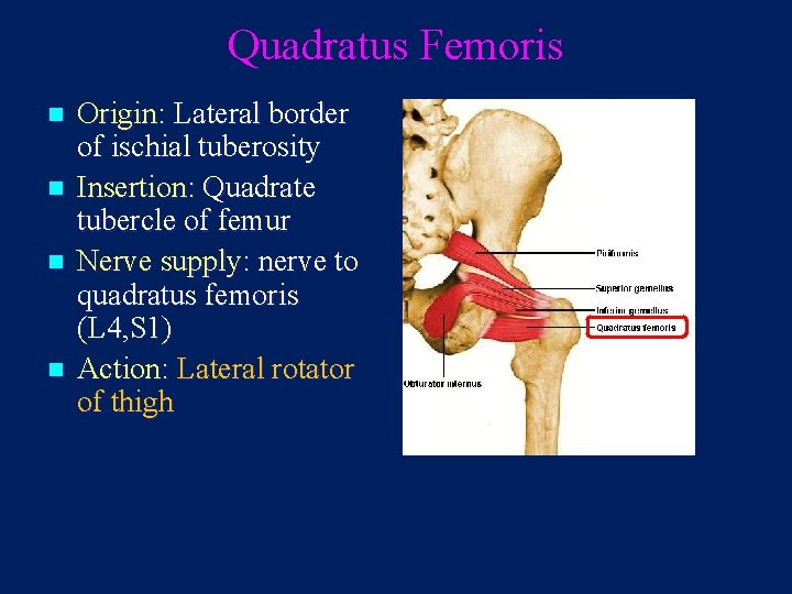 Quadratus Femoris n n Origin: Lateral border of ischial tuberosity Insertion: Quadrate tubercle of