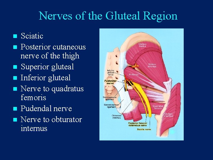 Nerves of the Gluteal Region n n n Sciatic Posterior cutaneous nerve of the