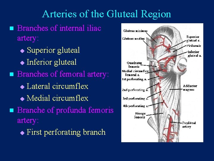 Arteries of the Gluteal Region n Branches of internal iliac artery: u Superior gluteal