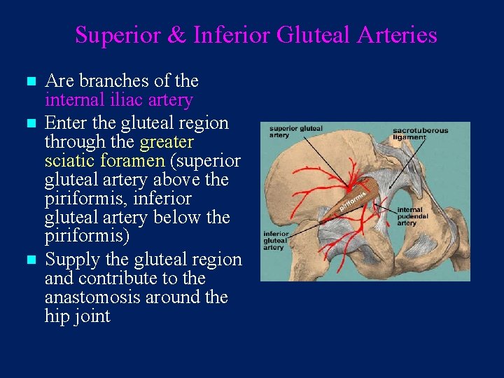 Superior & Inferior Gluteal Arteries n n n Are branches of the internal iliac
