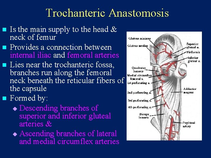 Trochanteric Anastomosis n n Is the main supply to the head & neck of