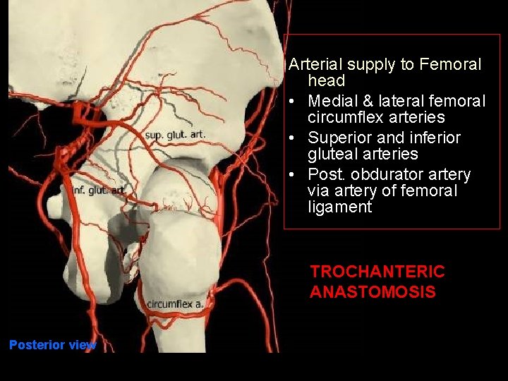 Arterial supply to Femoral head • Medial & lateral femoral circumflex arteries • Superior