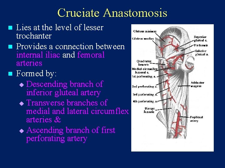 Cruciate Anastomosis n n n Lies at the level of lesser trochanter Provides a