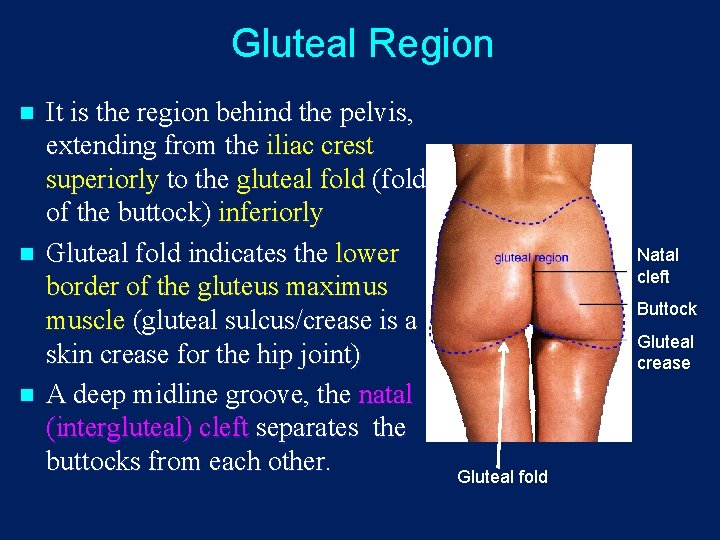 Gluteal Region n It is the region behind the pelvis, extending from the iliac