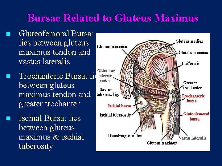 Bursae Related to Gluteus Maximus n Gluteofemoral Bursa: lies between gluteus maximus tendon and