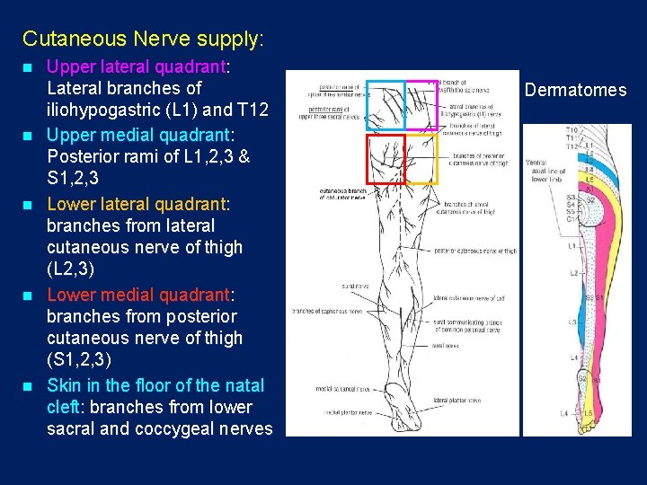 Cutaneous Nerve supply: n n n Upper lateral quadrant: Lateral branches of iliohypogastric (L