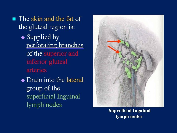 n The skin and the fat of the gluteal region is: u Supplied by