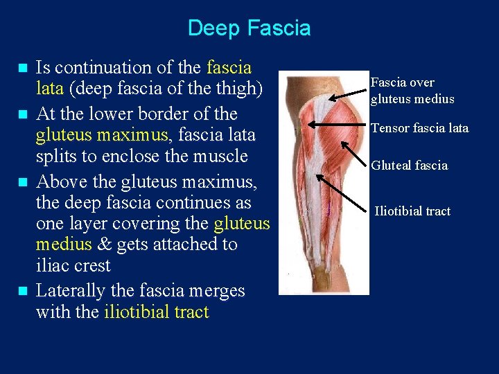 Deep Fascia n n Is continuation of the fascia lata (deep fascia of the