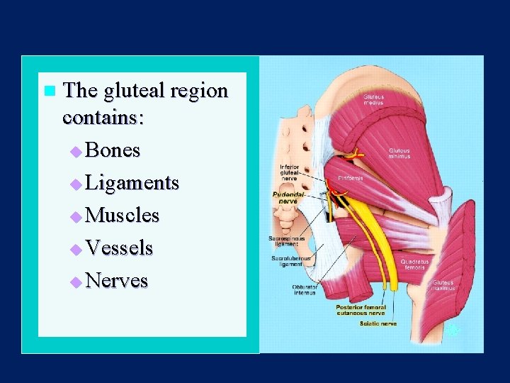 n The gluteal region contains: u Bones u Ligaments u Muscles u Vessels u