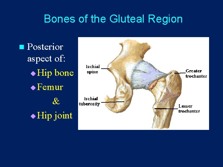 Bones of the Gluteal Region n Posterior aspect of: u Hip bone u Femur
