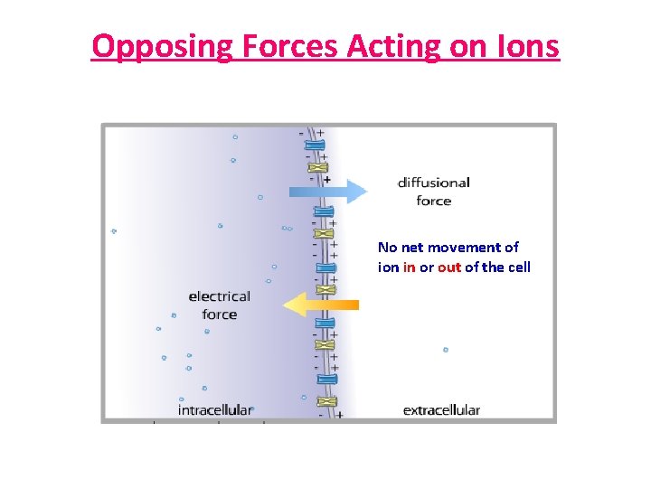 Opposing Forces Acting on Ions No net movement of ion in or out of
