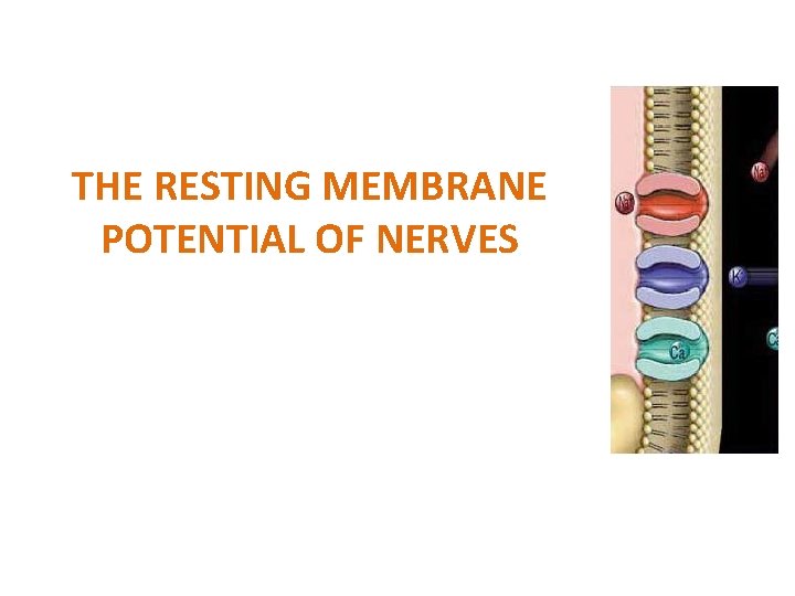 THE RESTING MEMBRANE POTENTIAL OF NERVES 