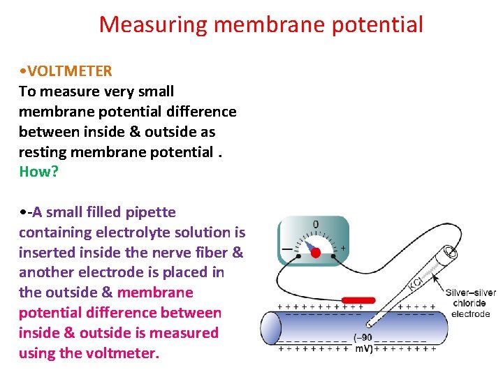 Measuring membrane potential • VOLTMETER To measure very small membrane potential difference between inside