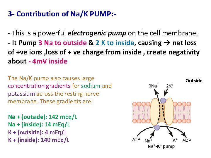 3 - Contribution of Na/K PUMP: - This is a powerful electrogenic pump on